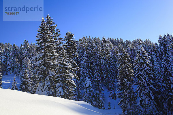 Europa Schneedecke Winter Sonnenstrahl Baum Himmel Schnee Wald Berg Holz Alpen blau Sonnenlicht Tanne Sonne Schweiz