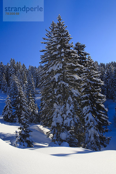 Europa Schneedecke Winter Sonnenstrahl Baum Himmel Schnee Wald Berg Holz Alpen blau Sonnenlicht Tanne Sonne Schweiz