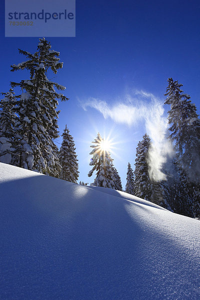 Kälte blauer Himmel wolkenloser Himmel wolkenlos sternförmig Europa Schneedecke Winter Baum Himmel Schnee Wald weiß Holz blau Sonnenlicht Fichte Gegenlicht Tanne Sonne schweizerisch Schweiz
