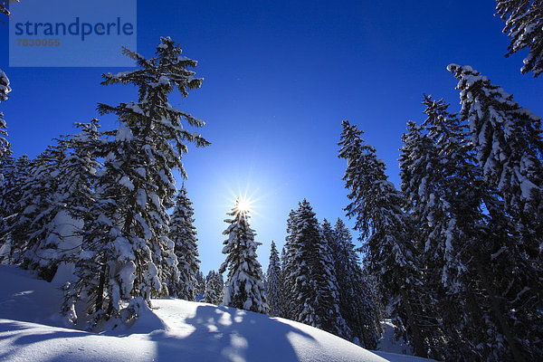 Kälte blauer Himmel wolkenloser Himmel wolkenlos sternförmig Europa Schneedecke Winter Baum Himmel Schnee Wald weiß Holz blau Sonnenlicht Fichte Gegenlicht Tanne Sonne schweizerisch Schweiz