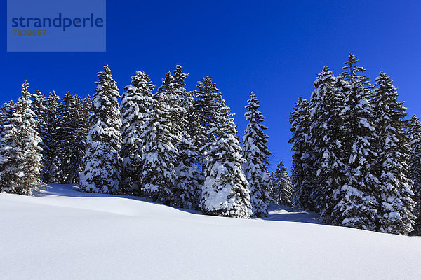 Europa Schneedecke Winter Sonnenstrahl Baum Himmel Schnee Wald Berg Holz Alpen blau Sonnenlicht Fichte Tanne Sonne Schweiz
