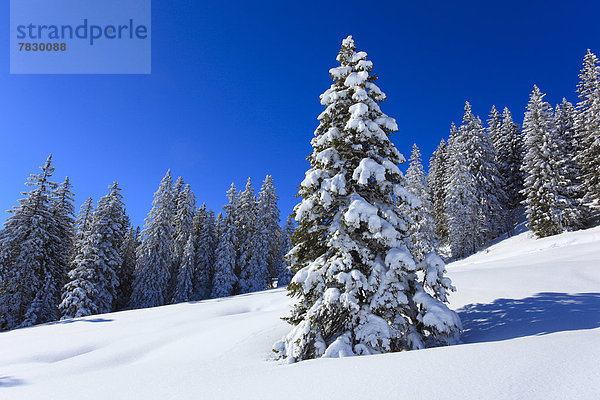 Europa Schneedecke Winter Sonnenstrahl Baum Himmel Schnee Wald Berg Holz Alpen blau Sonnenlicht Fichte Tanne Sonne Schweiz