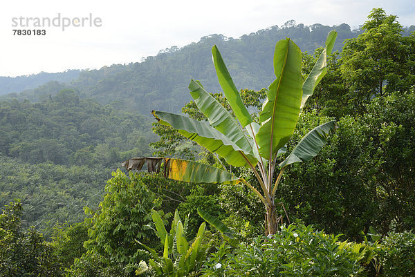 Bananenblatt  Landschaft  Natur  Mittelamerika  Costa Rica