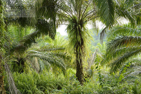Baum  Landschaft  grün  Natur  Mittelamerika  Palme  Costa Rica