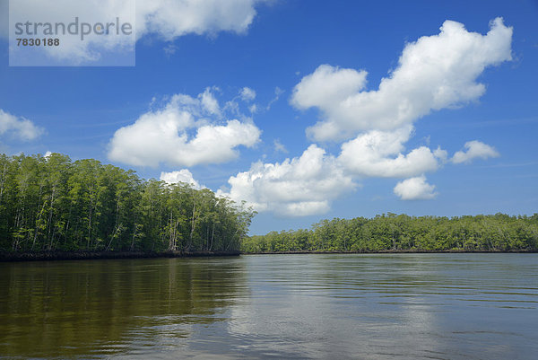 Nationalpark  Wasser  Baum  Natur  Fluss  Mittelamerika  Costa Rica