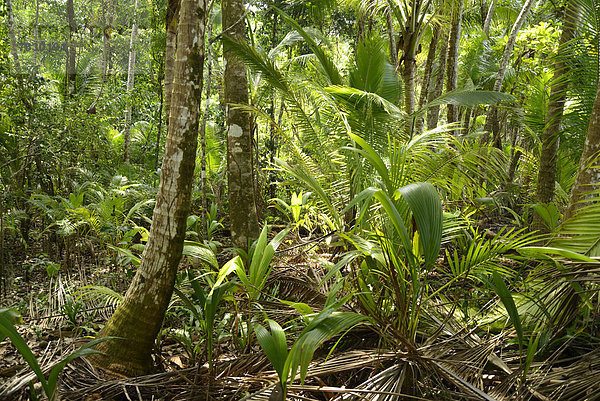 Nationalpark  Tropisch  Tropen  subtropisch  Regenwald  Wald  Mittelamerika  Costa Rica