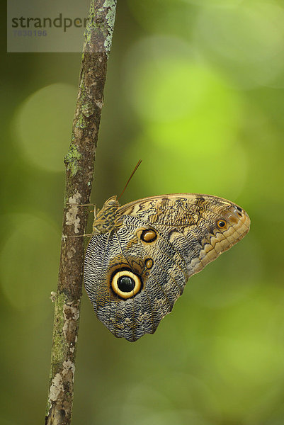 Nationalpark  Schmetterling  Mittelamerika  Costa Rica