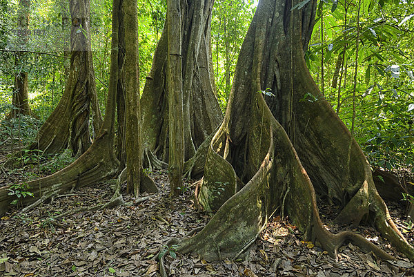 Nationalpark  Baum  Regenwald  Wald  Mittelamerika  Costa Rica