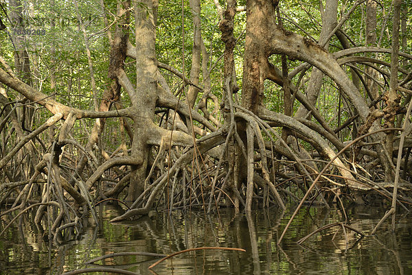 Nationalpark  Wald  Mittelamerika  Costa Rica  Mangrove