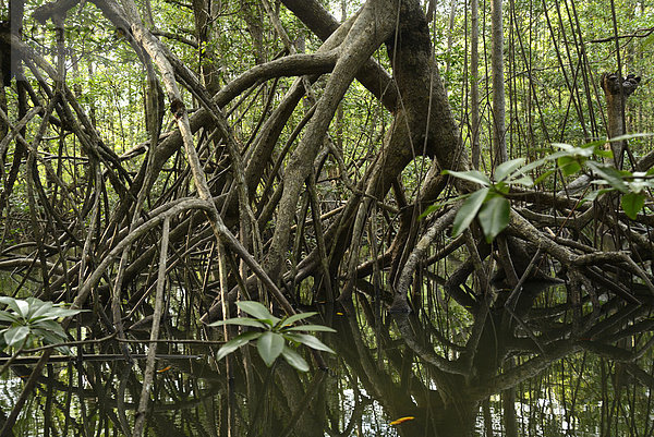 Nationalpark  Wald  Pazifischer Ozean  Pazifik  Stiller Ozean  Großer Ozean  Mittelamerika  Costa Rica  Mangrove
