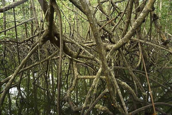 Nationalpark  Wald  Pazifischer Ozean  Pazifik  Stiller Ozean  Großer Ozean  Mittelamerika  Costa Rica  Mangrove
