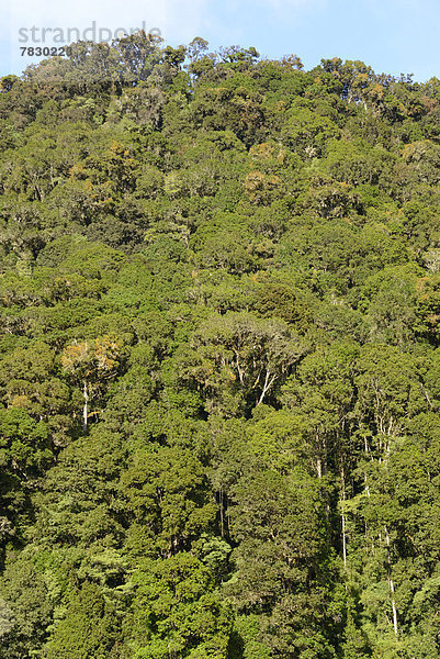 Regenwald  Wald  Eiche  Mittelamerika  Costa Rica