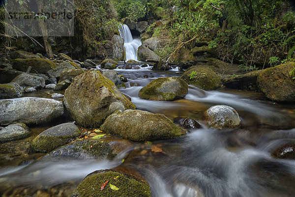 Wasser  Regenwald  Wald  Eiche  Wasserfall  Mittelamerika  Costa Rica