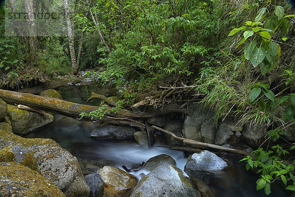 Wasser  Regenwald  Wald  Natur  Eiche  Bach  Mittelamerika  Costa Rica
