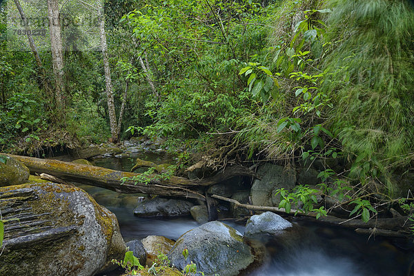 Wasser  Regenwald  Wald  Eiche  Bach  Mittelamerika  Costa Rica