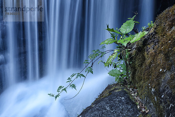 Wasser  Regenwald  Wald  Eiche  Wasserfall  Mittelamerika  Costa Rica