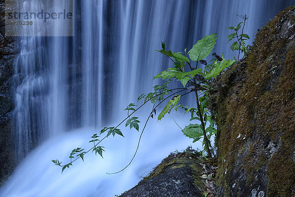 Wasser  Regenwald  Wald  Natur  Eiche  Wasserfall  Mittelamerika  Costa Rica