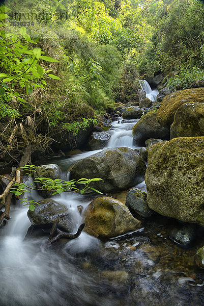 Hochformat  Wasser  Regenwald  niemand  Wald  Natur  Eiche  Wasserfall  Mittelamerika  Costa Rica