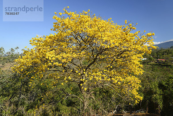 Blume  gelb  Natur  blühen  Mittelamerika  Costa Rica