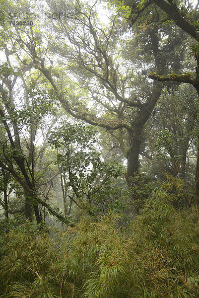 Baum  Wald  Natur  Vulkan  Nebel  Mittelamerika  Costa Rica