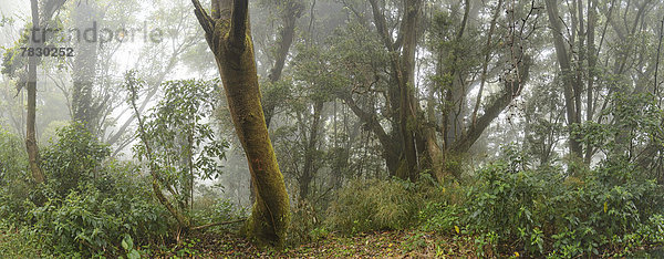 Panorama  Baum  Landschaft  niemand  Wald  Natur  Vulkan  Nebel  Mittelamerika  Costa Rica