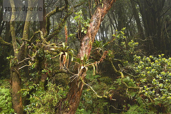 Baum  Wald  Natur  Vulkan  Nebel  Mittelamerika  Costa Rica
