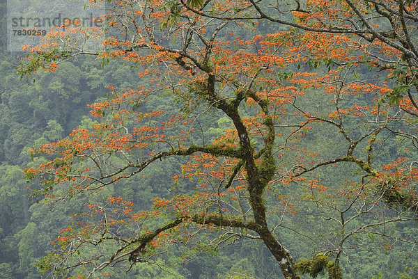 Tropisch  Tropen  subtropisch  blühen  Landschaft  grün  Mittelamerika  Costa Rica