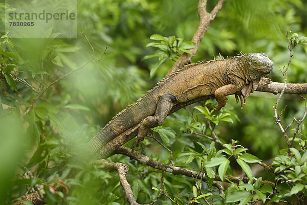 Baum  Tier  Natur  Mittelamerika  Costa Rica  Leguan