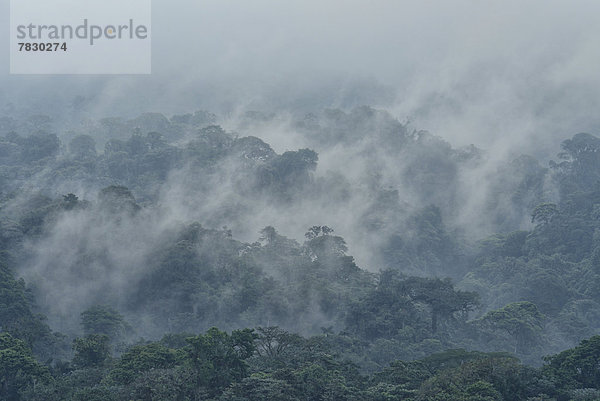 Tropisch  Tropen  subtropisch  Landschaft  Dunst  Regenwald  Wald  Mittelamerika  Costa Rica