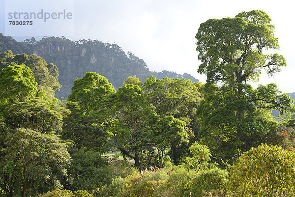 Baum  Landschaft  Steilküste  Mittelamerika  Panama