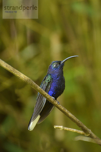 Nationalpark  Natur  Vogel  Mittelamerika  Kolibri  Panama