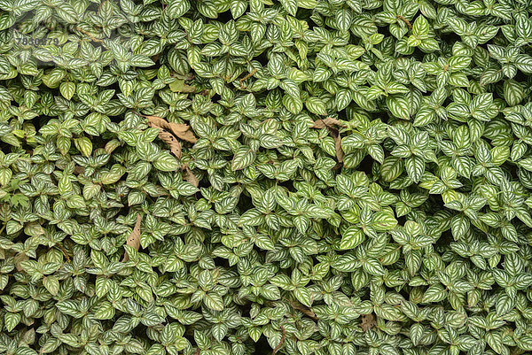 Nationalpark  Pflanzenblatt  Pflanzenblätter  Blatt  Natur  Mittelamerika  Panama