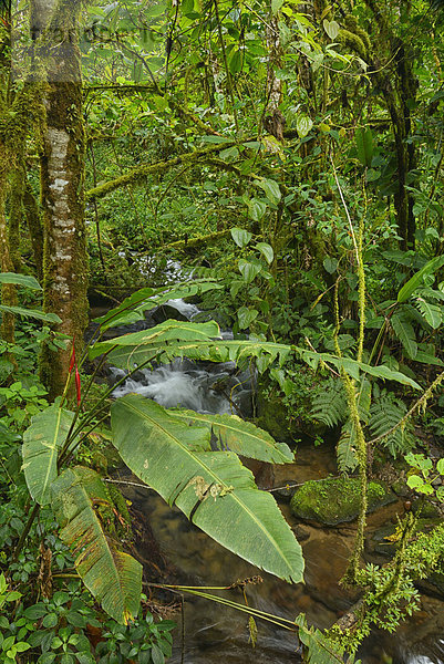 Nationalpark  Hochformat  Wasser  Regenwald  Natur  Bach  Mittelamerika  Panama