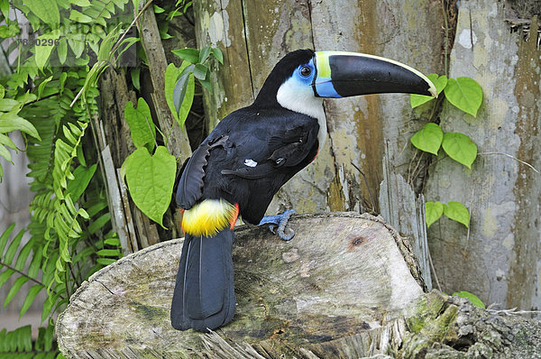 Schnabel  bunt  Vogel  Peru  Südamerika  Tukan