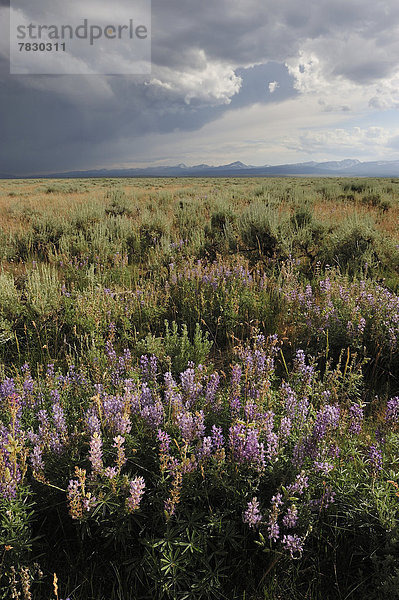 Vereinigte Staaten von Amerika  USA  Amerika  Blume  Sturm  Nordamerika  Gewitter  Gras  Rocky Mountains  Prärie