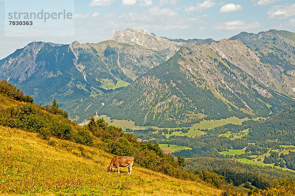 Hausrind  Hausrinder  Kuh  Landschaftlich schön  landschaftlich reizvoll  Europa  Bayern  Kuh  Deutschland  Oberstdorf