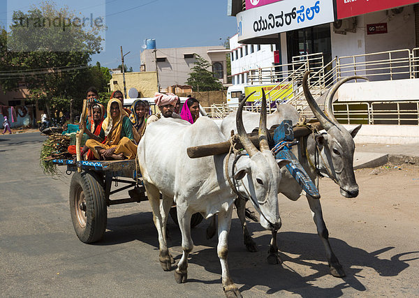 Bulle  Stier  Stiere  Bullen  Transport  bunt  Fuhrwerk  Landwirtin  primitiv  Ochse  Asien  Streitwagen  Indien
