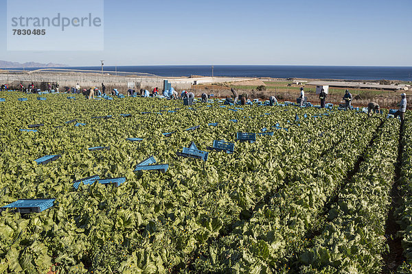 Europa  arbeiten  grün  Landwirtschaft  ernten  Feld  Salat  Murcia  Spanien