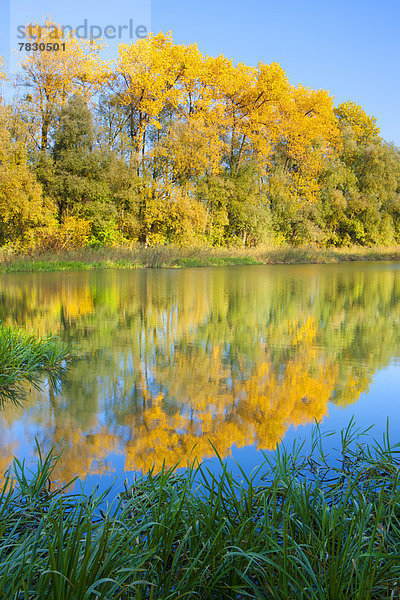 Europa Baum Wald See Holz Herbst Schweiz