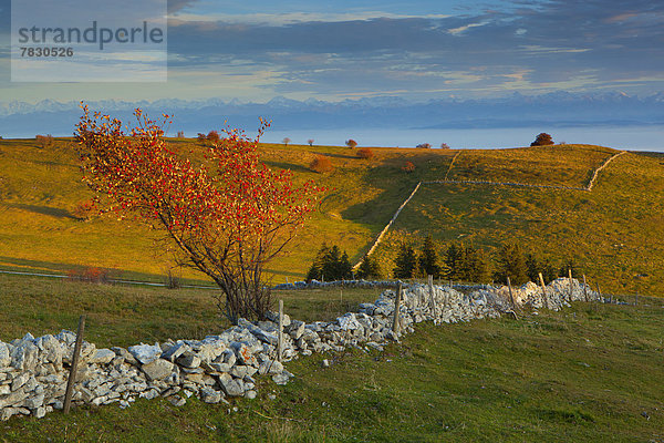 Steinmauer Europa Baum Herbst Wiese Ansicht Aussichtspunkt Schweiz