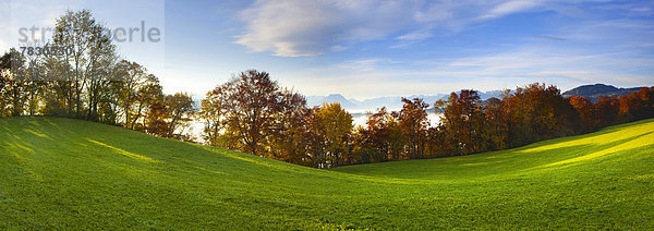 Europa Baum Herbst Ansicht Aussichtspunkt Schweiz