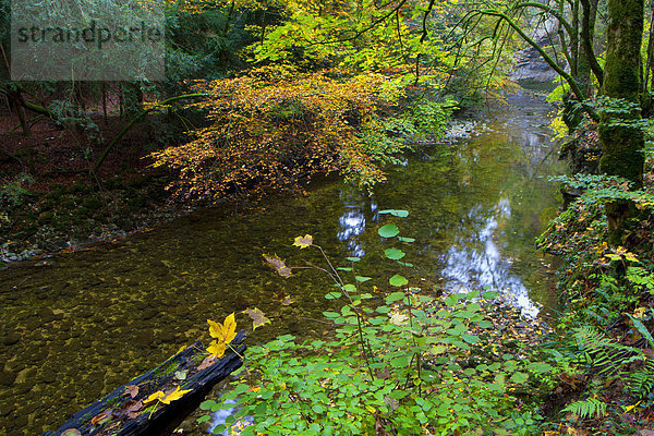 Europa Baum fließen Fluss Herbst Schlucht Schweiz