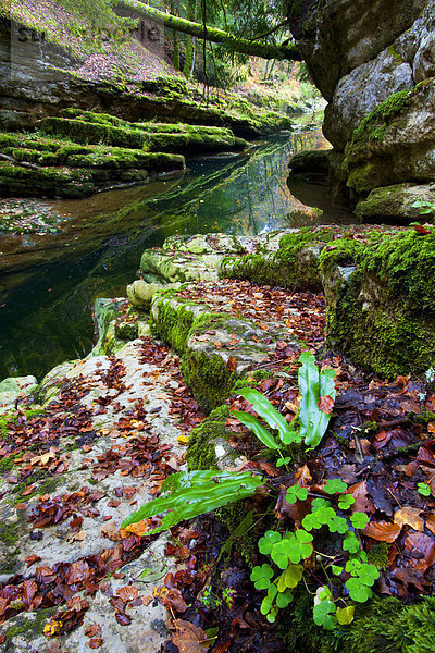 Felsbrocken Europa Steilküste fließen Fluss Herbst Schlucht Laub Moos Schweiz