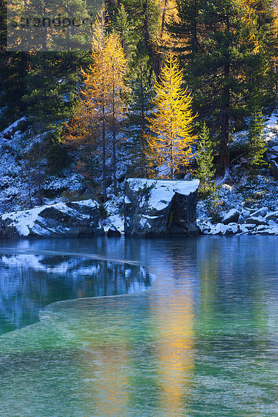 Europa  Baum  Spiegelung  See  Kanton Graubünden  Lärche  Bergsee  Schnee  Schweiz