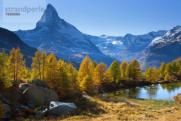 Europa Berg Baum Spiegelung See Matterhorn Herbst Lärche Bergsee Schweiz