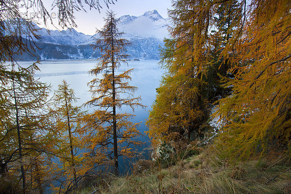 Europa Morgen Baum Sonnenaufgang See Herbst Kanton Graubünden Lärche Engadin Stimmung Bergsee Oberengadin Schweiz