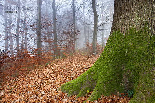 Europa Baum Wald Nebel Holz Herbst Laub Rheintal Schweiz