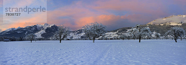 Europa Winter Morgen Baum Stimmung Rheintal Schnee Schweiz