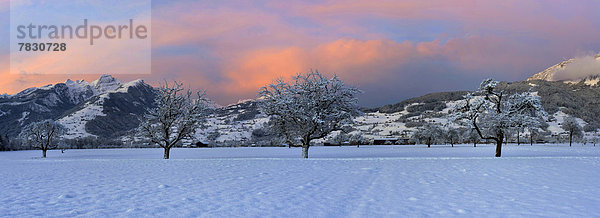 Europa Winter Morgen Baum Stimmung Rheintal Schnee Schweiz