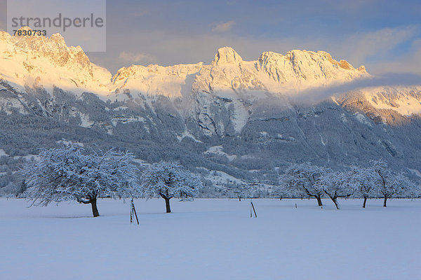 Europa Berg Winter Baum Morgendämmerung Rheintal Schnee Schweiz Morgenlicht